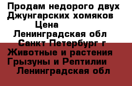 Продам недорого двух Джунгарских хомяков › Цена ­ 1 000 - Ленинградская обл., Санкт-Петербург г. Животные и растения » Грызуны и Рептилии   . Ленинградская обл.